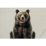 Pohlednice Medvěd – Zboží Mobilmania