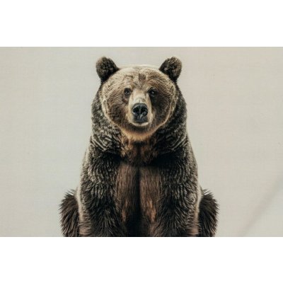 Pohlednice Medvěd – Zboží Mobilmania