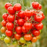BIO Divoké rajče Rote Murmel - Solanum pimpinellifolium - bio semena rajčete - 6 ks – HobbyKompas.cz
