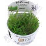 Tropica Taxiphyllum sp. Flame – Zboží Mobilmania