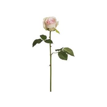 Růže Diana růžová SIA - SIA