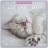 Kalendář Cute Kittens Niedliche Kätzchen 16-Monats 2024