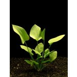 Echinodorus macrophyllus - Šípatkovec velkolistý – Zboží Mobilmania