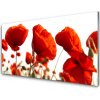 Obraz akrylový obraz Máky Rostlina Příroda 100x50 cm