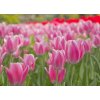 Tapety WEBLUX Fototapeta plátno - 22107035 tulipán flowerbed bortit se rozměry 240 x 174 cm