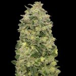 Advanced Seeds AUTO Afghan Skunk semena neobsahují THC 1 ks – Zboží Mobilmania