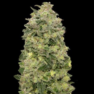 Advanced Seeds AUTO Afghan Skunk semena neobsahují THC 1 ks – Zboží Mobilmania
