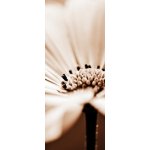 WEBLUX 42388773 Samolepka na lednici fólie pretty daisy hezká sedmikráska malá hloubka ostrosti rozměry 80 x 200 cm – Sleviste.cz