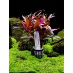 Ludwigia peruensis - Zakucelka paruánská – Zboží Dáma