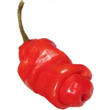Need For Seed Chilli Penis Pepper Red sazenice 1 ks