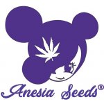 Anesia Seeds Elementz semena neobsahují THC 3 ks – Zboží Dáma