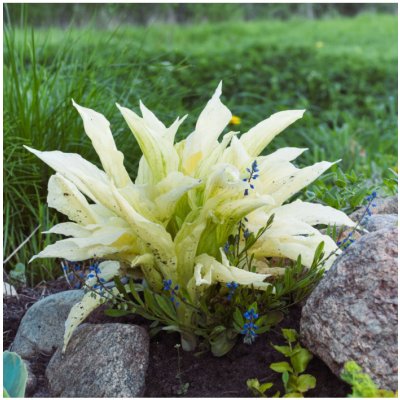 Funkie - Bohyška - Hosta White Feather - cibuloviny - 1 ks