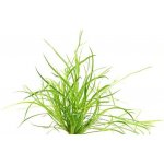 Juncus Repens - Sítina plazivá – Zboží Dáma