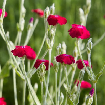 Kohoutek věncový Lychnis coronaria semena 50 ks – Sleviste.cz