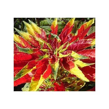 Laskavec tricolor - semena laskavce - Amaranthus tricolor - 0,2 gr