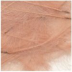 Petitjean CDC Peří Packs Pink 1 g – Hledejceny.cz