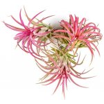 Gardners Tillandsia ionantha red Tillandsie, kykatka – Zboží Dáma