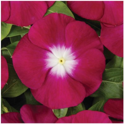 Barvínek Volante Burgundy Halo - Catharanthus - prodej semen - 30 ks – Zbozi.Blesk.cz