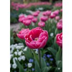 Tulipán 'Candy time' 5 ks – Zboží Dáma