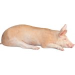 Metro Chef Selátko mražené 4,5 kg – Zboží Dáma