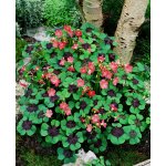 Šťavel čtyřlístek 'Iron cross' 10 ks – Zboží Dáma