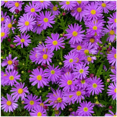 Sasanka vábná Violet Star - Anemone blanda - cibuloviny - 3 ks