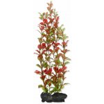 Tetra Ludwigia repens - Red Ludwigia 30 cm – Hledejceny.cz