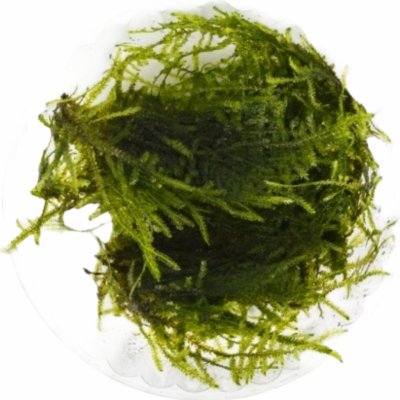 Vesicularia dubyana - Singapore moss – Zboží Dáma