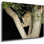 Obraz 1D - 100 x 70 cm - leopard leopard panther Jižní Afrika – Hledejceny.cz