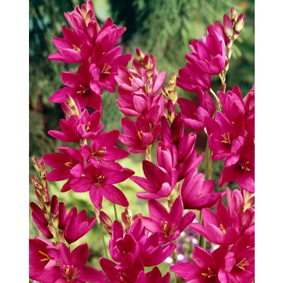 Duhovnice 'Mabel' 10 ks – Zboží Dáma