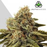 Auto Seeds Godfather OG Auto semena neobsahují THC 3 ks – Zboží Dáma