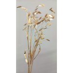 Sušený plochoklásek (Chasmanthium) svazek zlatý – Zboží Dáma