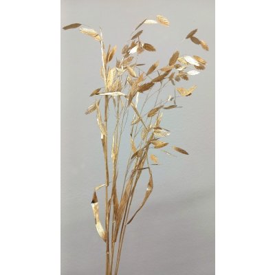 Sušený plochoklásek (Chasmanthium) svazek zlatý – Zboží Dáma