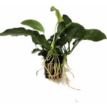 Anubias barteri Oriental green – Hledejceny.cz