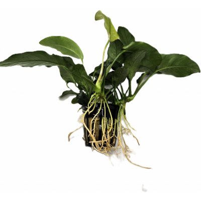 Anubias barteri Oriental green – Hledejceny.cz