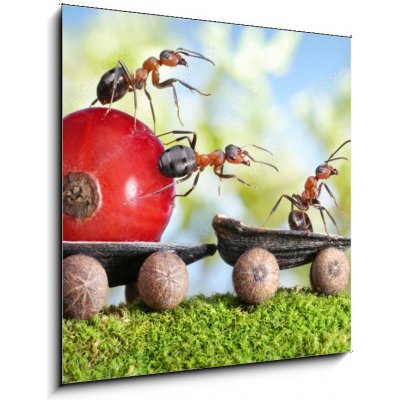 Skleněný obraz 1D - 50 x 50 cm - ants deliver red currant with trailer of sunflower seeds mravenci dodávají červený rybíz s přívěsem slunečnicových semen – Zboží Mobilmania