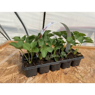 Jahodárna Brozany Jahodník 'Harmony' 10 ks v platu zakořeněné – Zboží Dáma