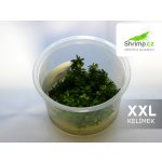 Ammania sp. Bonsai – Sleviste.cz