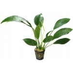Anubias lanceolata - Anubis kopinatý – Zboží Dáma