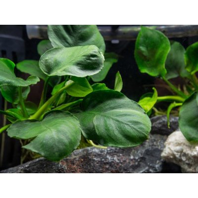 Anubias barteri coin Leaf – Hledejceny.cz