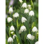 Bledule letní 'Leucojum aestivum' 10 ks Velikost cibulí: 8/10 – Zboží Dáma Bledule letní 'Leucojum aestivum' 10 ks Velikost cibulí: 8/10 – Zboží Dáma