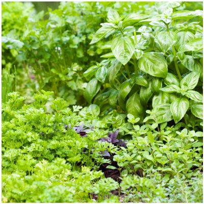 Aromatické byliny a koření – směs – semena aromatických bylin – 0,5 g – Zboží Dáma