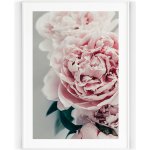 Plakát / Obraz Pivoňka 50 x 70 cm Tiskové plátno – Hledejceny.cz