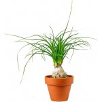 Gardners Beaucarnea recurvata, průměr 6 cm Nolina, Sloní noha, Bokarnea – Zboží Dáma