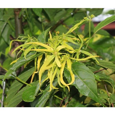 Fichema BIO Ylang ylang silice z ekologického zemědělství 100 ml – Hledejceny.cz