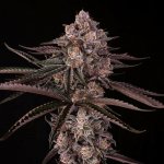 Silent Seeds Jamaican Sunset semena neobsahují THC 5 ks – Sleviste.cz