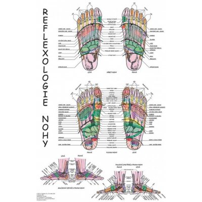 Vydavatelství Poznání Anatomický plakát - Reflexologie nohy 47 x 63 cm | CS – Sleviste.cz