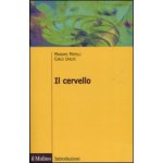 cervello. Anatomia e funzione del Sistema nervoso centrale – Hledejceny.cz