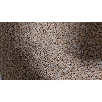 Fauna Hradil Pšenice II jakost 25 kg – Zboží Dáma