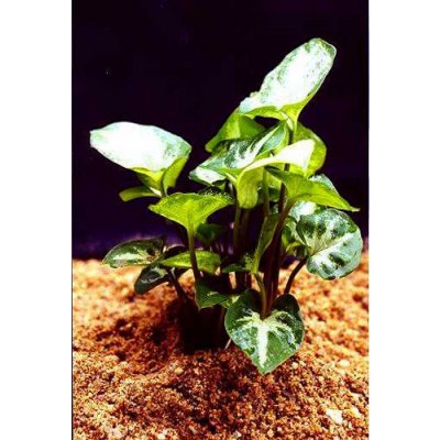 Syngonium albolineatum "T" – Zboží Dáma